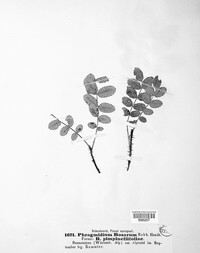Phragmidium mucronatum image